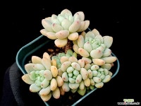 로치 37-237 다육식물