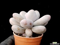 봄미인 37-251 다육식물