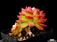 매직쨈골드 37-273 다육식물