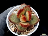 테디베어 38-58 다육식물