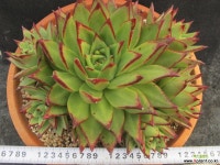 립스틱6두군생특특대품58 다육식물