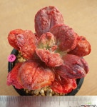 링구아스 목대 다육식물