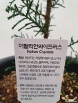 이탈리안싸이프러스 야생화