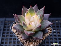 컨투어림1-12 다육식물