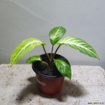 싱고니움 골드 올루션 28 초본류