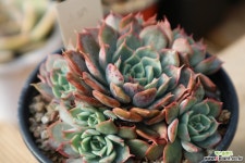 루비엣지(자연같어요^^)217 다육식물
