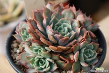 루비엣지(자연같어요^^)217 다육식물