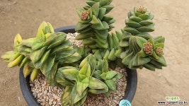 신동금12138 다육금