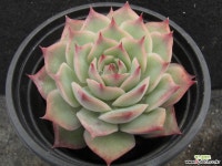 핑크팁스    01319 다육식물