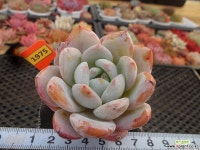 상아스페셜12-1975 다육식물