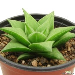 구중탑 다육식물