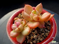 아보카도크림 12-463 다육식물