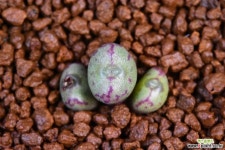 C. minusculum paucilineatum RR1302 미누스쿨룸 551 코노피튬