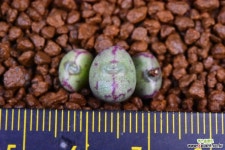 C. minusculum paucilineatum RR1302 미누스쿨룸 551 코노피튬