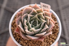 컬리수 12-401 다육식물