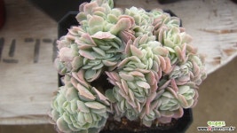 산체스마요라데철화87 다육철화