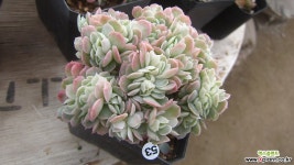 산체스마요라데철화53 다육철화