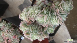 산체스마요라데철화70 다육철화