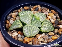 수정101 43-32 하월시아