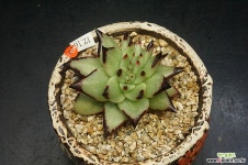 원종에보니 슈퍼클론철화(12.16) 다육철화