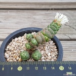 버클리 다육식물