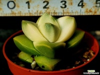 기천금(소) 52- 다육식물