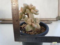 살구미인금4244 다육금