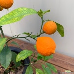 오렌지레몬(단품) 야생화