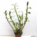 석곡~핑크 석곡