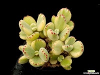 웅동자금 6-228 다육식물