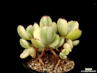 웅동자금 6-228 다육식물