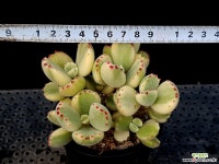 웅동자금 6-228 다육식물