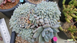 먼로철화12261 다육철화