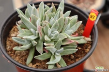 노마 971226 두들레야