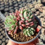 블루엘프 231227S 다육식물