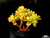 미니염좌금 54-378 다육식물