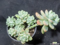 라울자연군생 다육식물