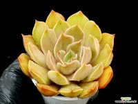 키세스 11-416 다육식물