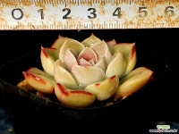 모랄비 55-102 다육식물