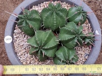 선인장 9112-5659 선인장