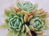 라즈아가 3두 군생(사이즈좋아요) 652 다육식물