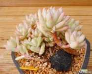 수빙 다육철화