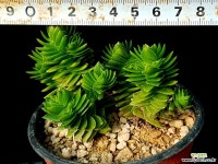 에스테크놀 16-115 다육식물