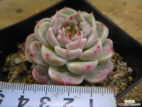 레드벨벳 0103-2628 다육식물