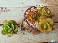 예술적인수형 홍매화묵둥이(4-15) 다육식물