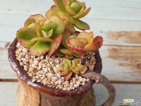 예술적인수형 홍매화묵둥이(4-15) 다육식물