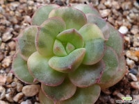 니크셔나금 31 다육금