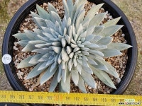 핫세이 301-5721 두들레야