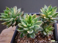 그린에메랄드금군생 0104-2650 다육금