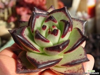 원종 슈퍼클론(실뿌리 나오기 시작함) 다육식물